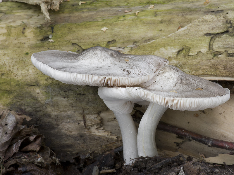 Pluteus ephebeus